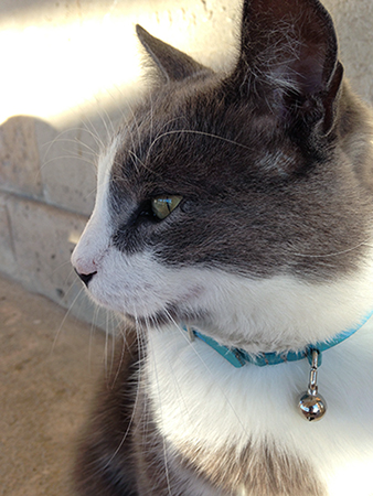 �M���V���̔L